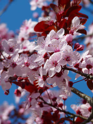 Vibrant_ Cherry_ Blossoms_ Against_ Blue_ Sky.jpg Wallpaper