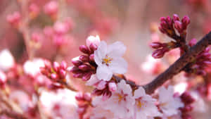 Vibrant_ Cherry_ Blossoms_ Closeup.jpg Wallpaper