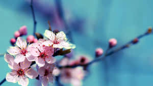 Vibrant_ Cherry_ Blossoms_ Closeup.jpg Wallpaper