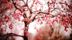 Vibrant_ Cherry_ Blossoms_ Closeup.jpg Wallpaper