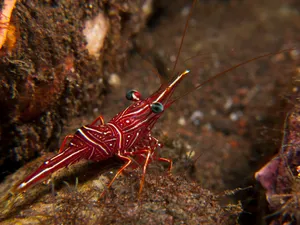 Vibrant Cleaner Shrimp On Rock Wallpaper