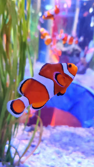 Vibrant Clown Fish Wallpaper For Iphone Wallpaper