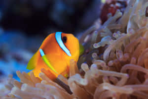 Vibrant Clownfishin Anemone.jpg Wallpaper