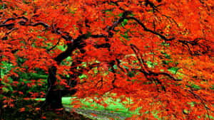 Vibrant Colorful Trees In Autumn Wallpaper