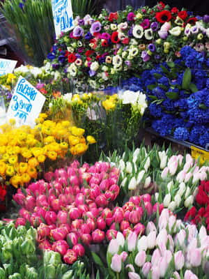 Vibrant Colors At The City Flower Market Wallpaper