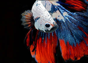 Vibrant Colors Beautiful Fish Wallpaper