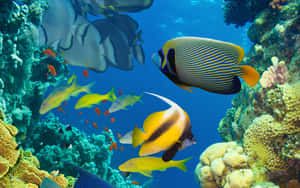 Vibrant_ Coral_ Reef_and_ Tropical_ Fish Wallpaper