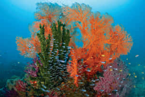 Vibrant Coral Reef Ecosystem.jpg Wallpaper