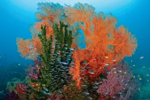 Vibrant Coral Reef Ecosystem.jpg Wallpaper