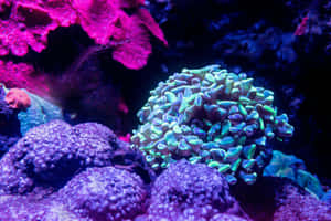 Vibrant Coral Reef Ecosystem Wallpaper