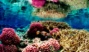 Vibrant Coral Reef Great Barrier Reef Wallpaper