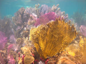 Vibrant Coral Reef Underwater Wallpaper