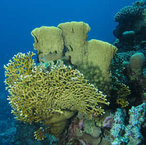 Vibrant_ Coral_ Reef_ Underwater_ Scene Wallpaper