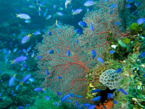 Vibrant_ Coral_ Reef_with_ Fish Wallpaper