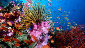 Vibrant_ Coral_ Reef_with_ Fish_ School.jpg Wallpaper