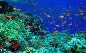 Vibrant_ Coral_ Reef_with_ Fish_ School.jpg Wallpaper