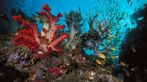 Vibrant_ Coral_ Reef_with_ Fish_ Schools.jpg Wallpaper