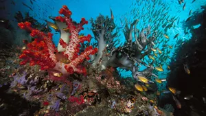 Vibrant_ Coral_ Reef_with_ Fish_ Schools.jpg Wallpaper