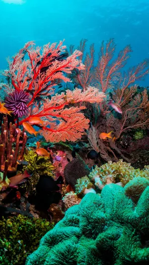 Vibrant_ Coral_ Scene_ Great_ Barrier_ Reef.jpg Wallpaper