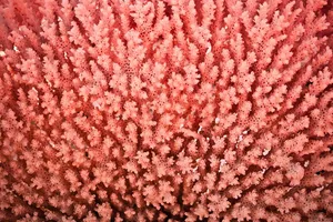 Vibrant Coral Texture Wallpaper