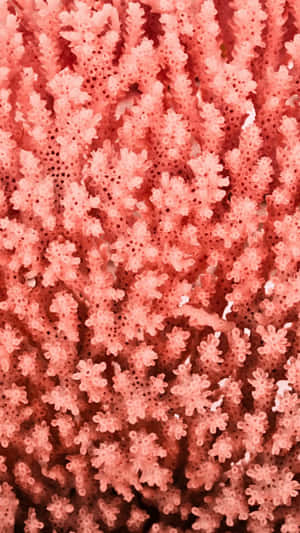 Vibrant Coral Texture Closeup Wallpaper