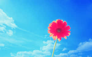 Vibrant Daisy Blue Sky Wallpaper