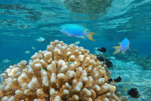 Vibrant Damselfish Coral Reef Scene Wallpaper