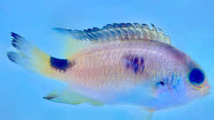 Vibrant_ Damselfish_ Underwater Wallpaper