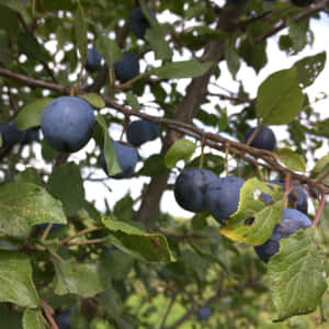 Vibrant Damson Plums Nestled By Lush Greenery Wallpaper