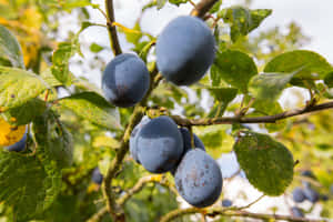 Vibrant Damson Plums On A Branch Wallpaper