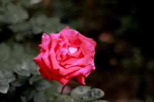 Vibrant Dark Pink Rose Bloom Wallpaper