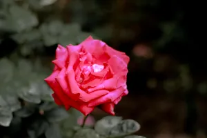 Vibrant Dark Pink Rose Bloom Wallpaper