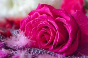 Vibrant Dark Pink Rose Dewdrops.jpg Wallpaper