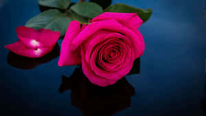 Vibrant Dark Pink Rose Reflection Wallpaper