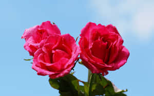 Vibrant Dark Pink Roses Against Blue Sky.jpg Wallpaper