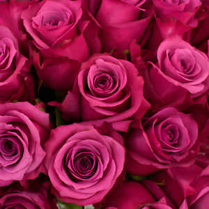 Vibrant Dark Pink Roses Background Wallpaper