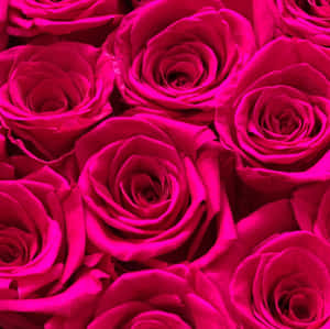 Vibrant_ Dark_ Pink_ Roses_ Closeup.jpg Wallpaper