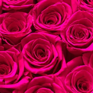 Vibrant_ Dark_ Pink_ Roses_ Closeup.jpg Wallpaper
