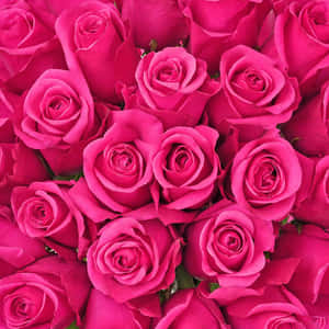 Vibrant_ Dark_ Pink_ Roses_ Closeup.jpg Wallpaper