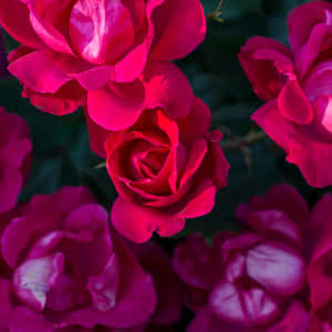 Vibrant_ Dark_ Pink_ Roses_ Closeup Wallpaper
