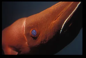 Vibrant Darkness: Underwater Shot Of A Vampire Squid Wallpaper