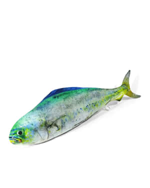 Vibrant Dolphinfish Isolated Background.jpg Wallpaper