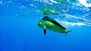 Vibrant Dolphinfish Underwater Wallpaper