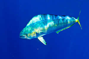 Vibrant Dolphinfishin Blue Water Wallpaper