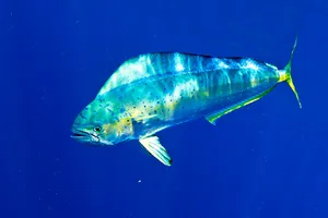 Vibrant Dolphinfishin Blue Water Wallpaper