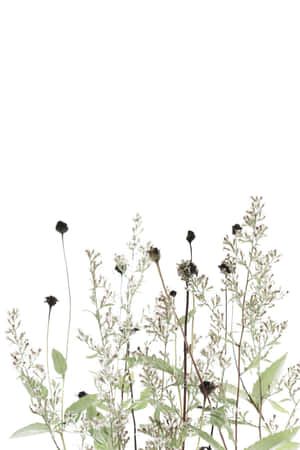 Vibrant Dried Flower Arrangement Wallpaper