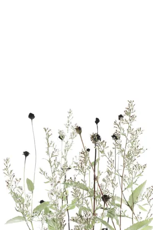 Vibrant Dried Flower Arrangement Wallpaper