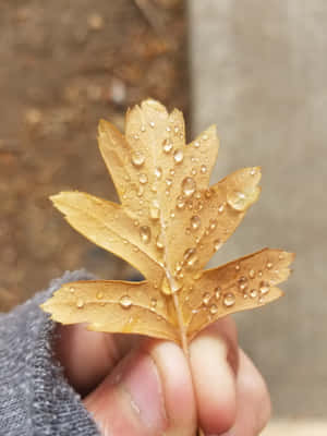 Vibrant Fall Dew On Autumn Leaves Wallpaper