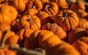 Vibrant Fall Festival Scene Wallpaper