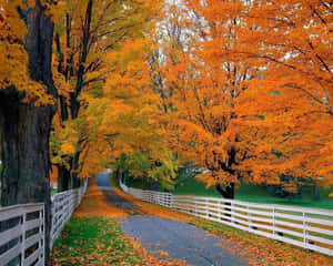Vibrant Fall Foliage At Its Peak Wallpaper